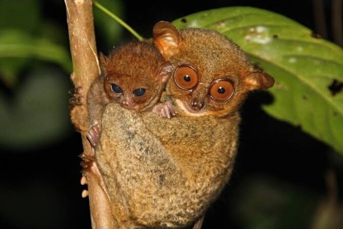 2025 Tarsier, Waterfalls & Chocolate Hills Tour - Why this Bohol route works so well