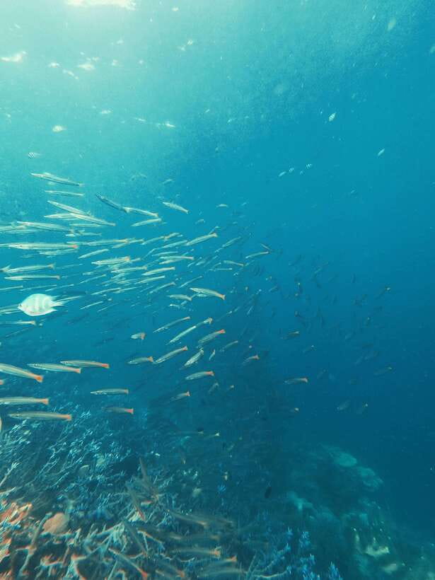 3DAYS AND 2NIGHTS SNORKEL ISLANDS HOPPING EXPEDITION - Key points at a glance