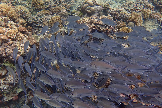 Anilao Snorkel Safari: Explore the Amazing Underwater World - Leaving Manila before the city wakes