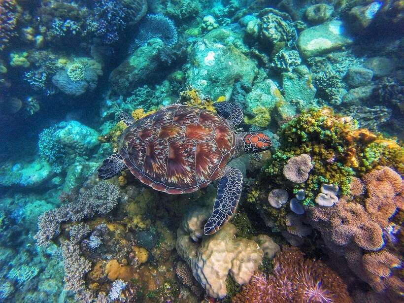 Apo Island Wonders: Snorkel with Sea Turtles in Dumaguete - Why Apo Island makes this day special