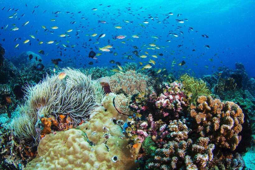 Apo Island Wonders: Snorkel with Sea Turtles in Dumaguete - Three hours of snorkeling around Apo Island