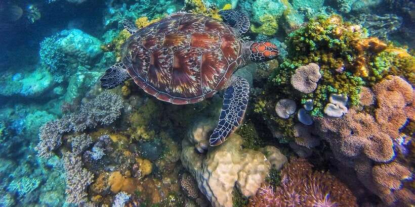 Apo Island Wonders: Snorkel with Sea Turtles in Dumaguete - The turtles are wild, not trained