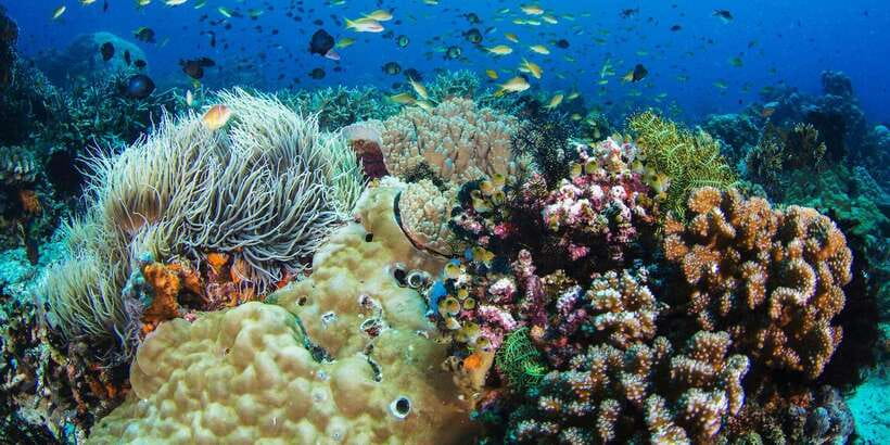 Apo Island Wonders: Snorkel with Sea Turtles in Dumaguete - Who should take this Apo Island trip?