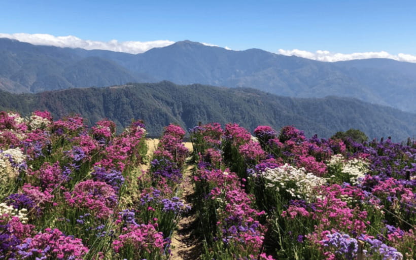 Baguio Atok Flower Blossoms (Private Tour) - Mt. Olis Summit and the High Mountain Views