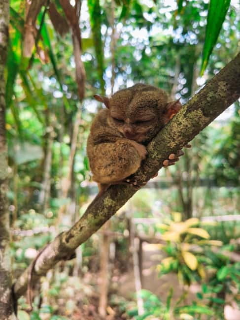 BEST OF BOHOL: Chocolate Hills & Tarsier w Lunch at Loboc - The Bilar Man-Made Forest photo stop