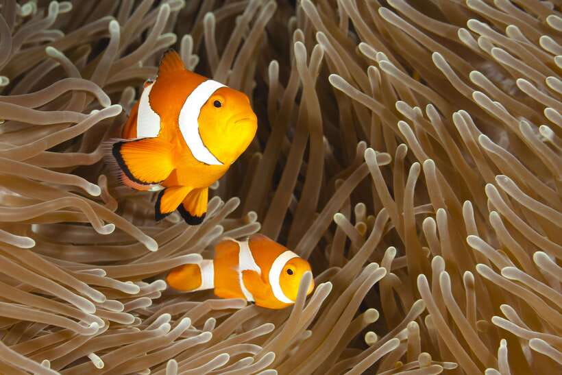 Bohol: Boat Tour to Sandbar and Snorkeling with Turtles - Key points at a glance