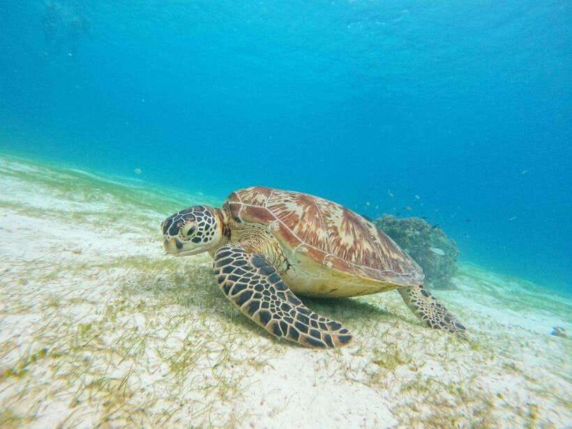 Bohol: Boat Tour to Sandbar and Snorkeling with Turtles - Why this Bohol boat trip is worth considering