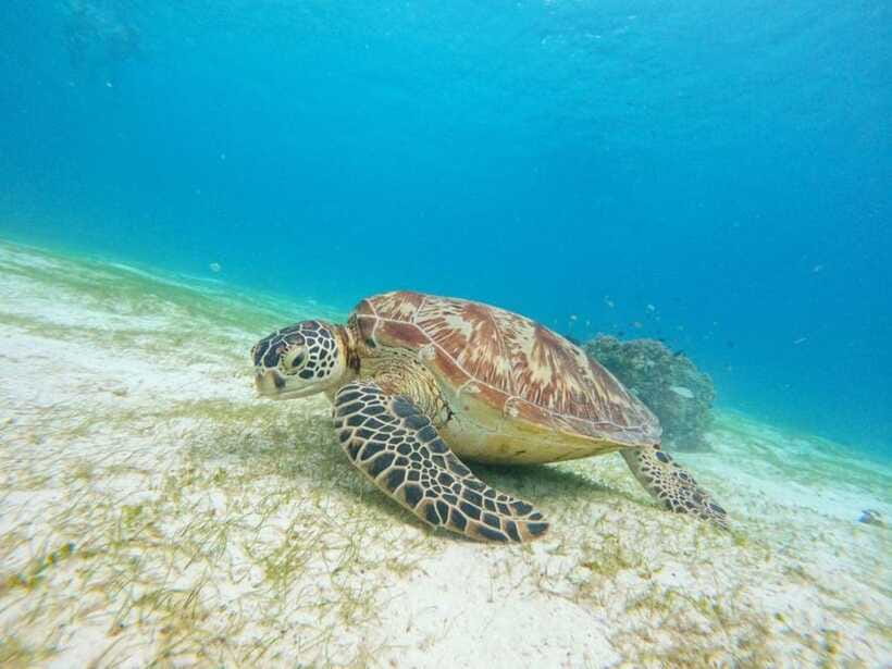 Bohol: Boat Tour to Sandbar and Snorkeling with Turtles - Balicasag’s coral reef and turtle sanctuary