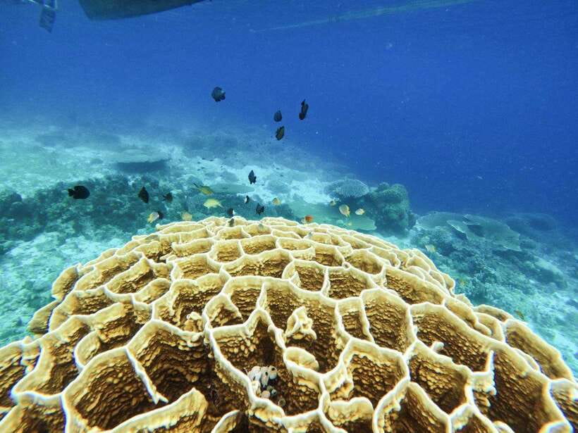Bohol: Boat Tour to Sandbar and Snorkeling with Turtles - Virgin Island Sandbar after rehabilitation