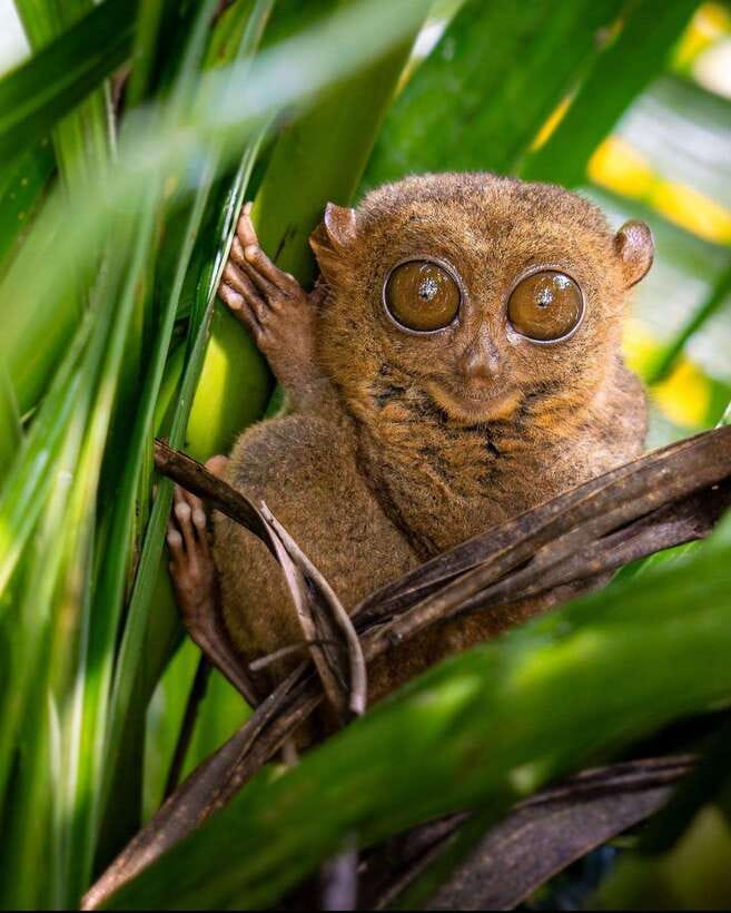 Bohol: Budget Chocolate Hills & Tarsiers -Backpacker Special - The early ride from Panglao to the Man-Made Forest