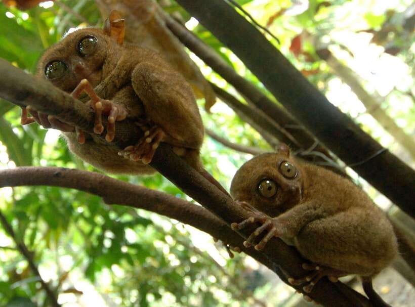 Bohol: Choco Tour + Loboc River Lunch Buffet + ATV Adventure - Why this Bohol tour works as a one-day overview