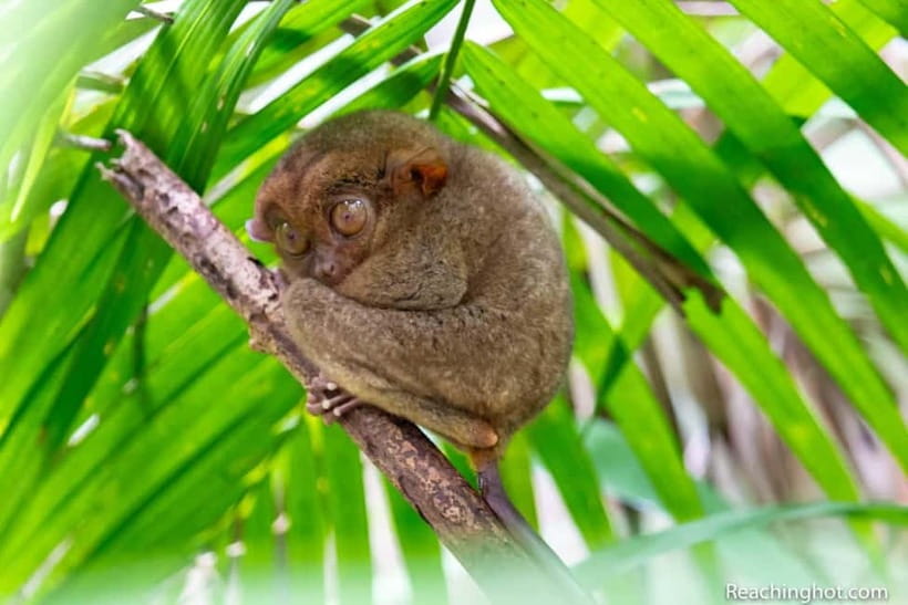 Bohol: Chocolate Hills, Tarsier, and Loboc River Tour - The road from Panglao to the Chocolate Hills