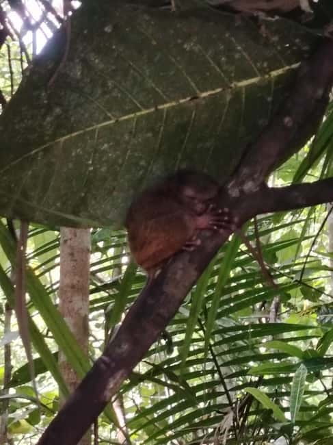 BOHOL: Chocolate Hills, Tarsiers and Loboc River Day Tour - Lemur and Butterfly Park: consider this stop carefully