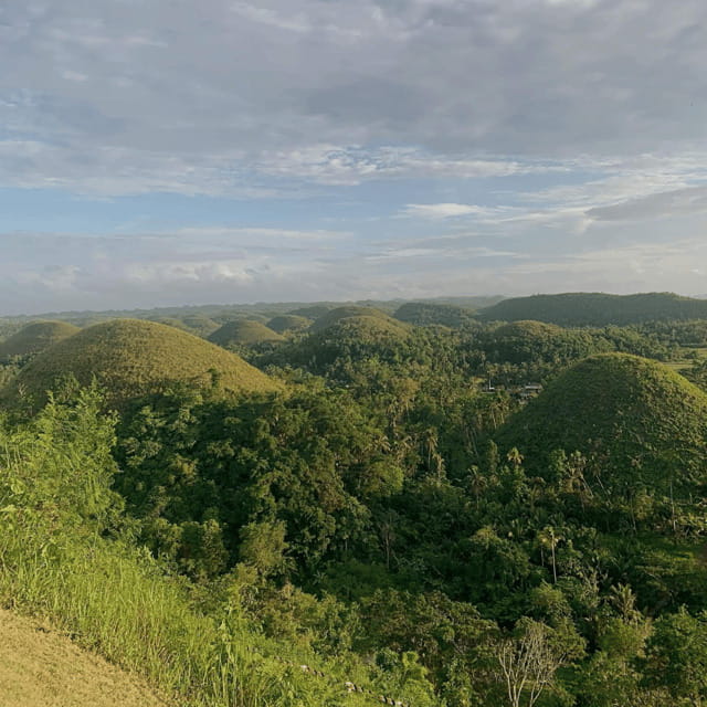 Bohol Chocolate Hills Tour with Loboc River Lunch Buffet - The Man-Made Forest is a brief roadside pause
