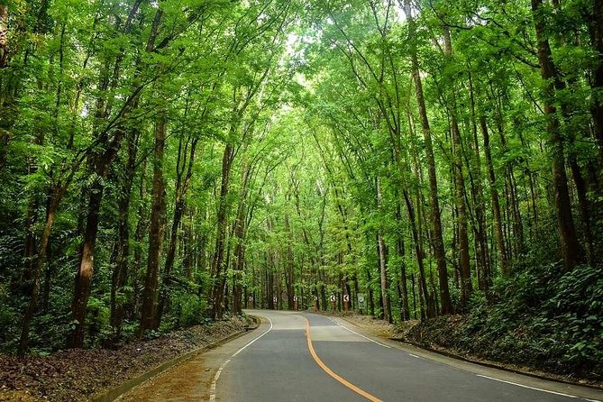 Bohol Countryside Day Tour From Cebu City | Lunch at Loboc River Cruise - Bilar Mahogany Forest: a short roadside pause