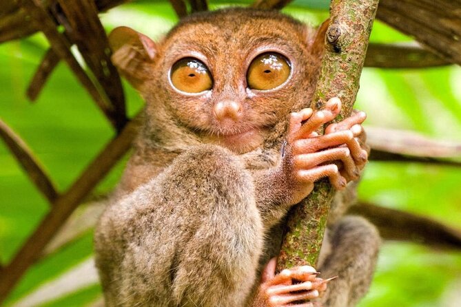 Bohol Countryside Tour to Chocolate Hills and Loboc River - What the $58.50 price really covers