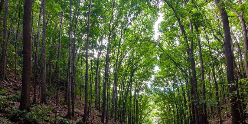 Bohol: Countryside Tour with Loboc (Buffet Lunch) - The butterfly and python park