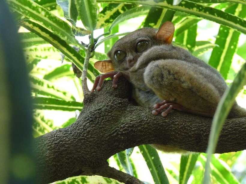 Bohol: Countryside Tour with Tarsiers and Chocolate Hills - Why this Bohol day trip works