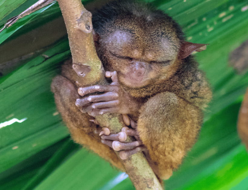 Bohol: Countryside Tour with Tarsiers and Chocolate Hills - Loboc: the practical midday pause