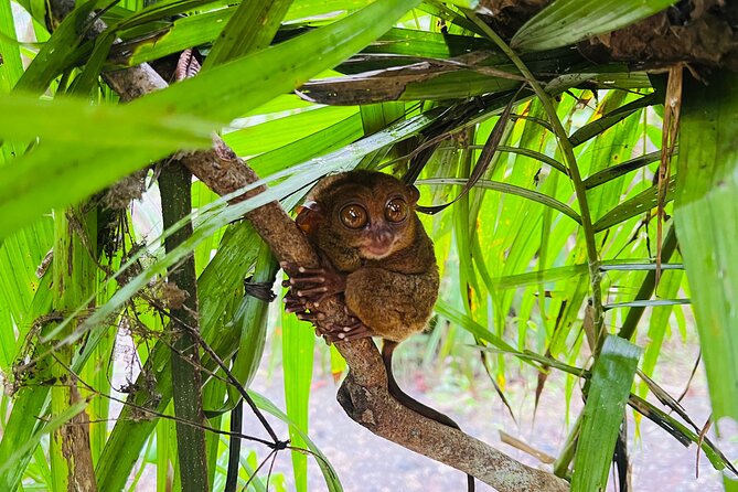 Bohol Day Tour with Round-Trip Transfers from Cebu - The 6:00 am start and ferry crossing