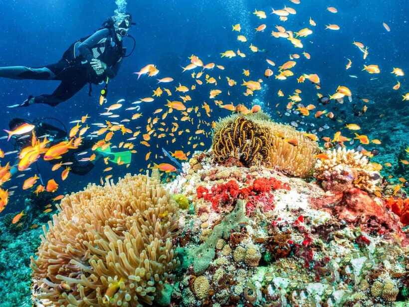 Bohol: Discover Scuba Diving - No Experience Needed - The 30-minute open-water session in Panglao
