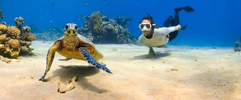Bohol: Dolphin Watching & Sea Turtle Swim Island Tour - Guides, safety, and the flow of the morning