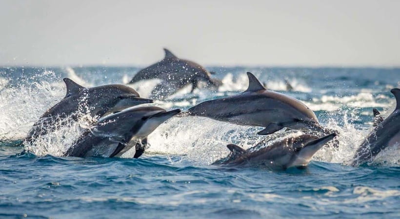 Bohol: Dolphin Watching & Sea Turtle Swim Island Tour - The return to Panglao around 11:30