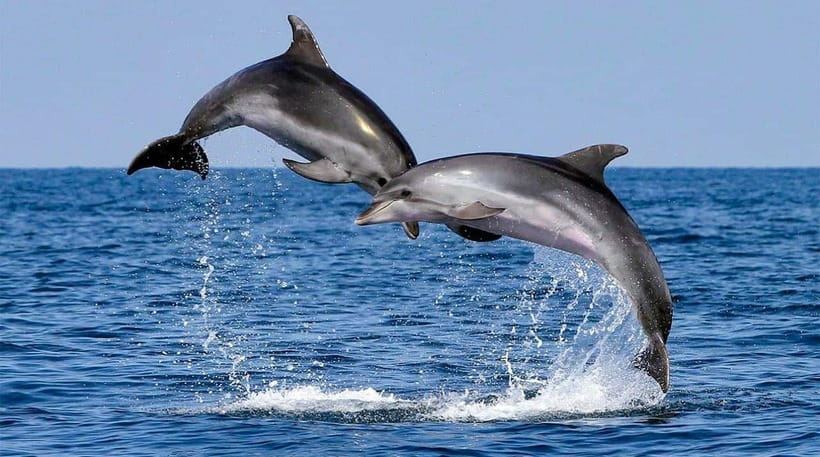Bohol: Dolphin Watching & Sea Turtle Swim Island Tour - Should you book the Balicasag dolphin and turtle tour?