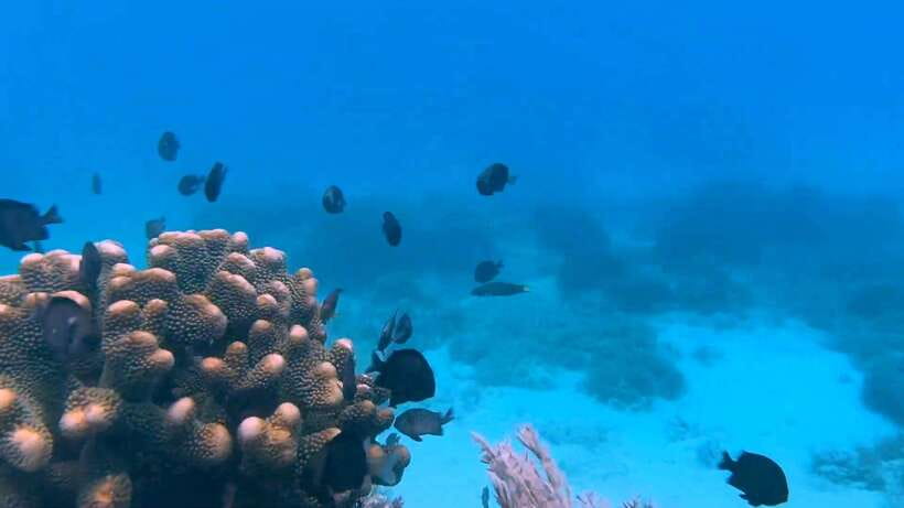 Bohol: Dolphin Watching & Snorkeling at Balicasag Island - The rocky approach to shore