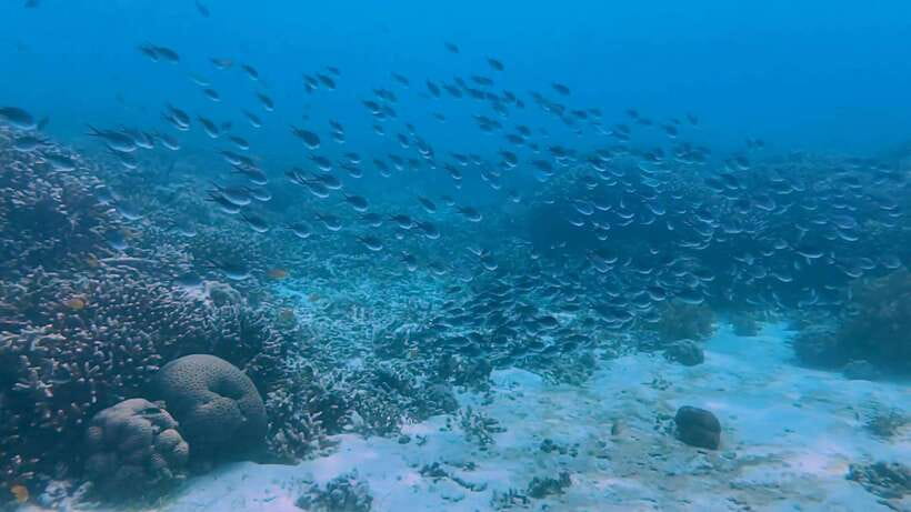 Bohol: Dolphin Watching & Snorkeling at Balicasag Island - What happens after the main reef visit?
