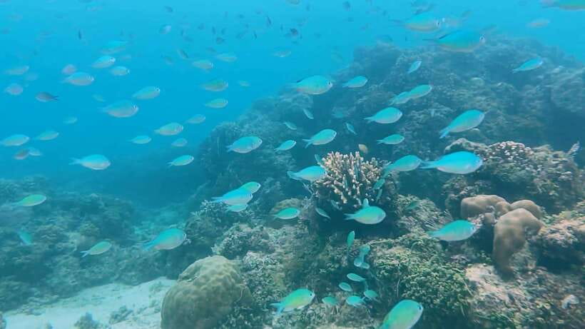 Bohol: Dolphin Watching & Snorkeling at Balicasag Island - Guides, crew, and the human side of the trip