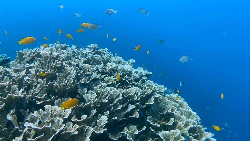 Bohol: Dolphin Watching & Snorkeling at Balicasag Island - What to pack for six hours on the sea