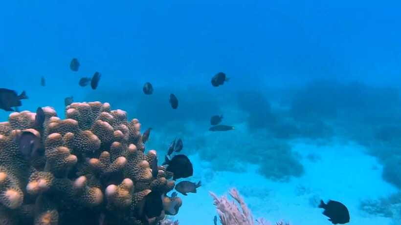 Bohol: Dolphin Watching & Snorkeling at Balicasag Island - Should you book this Balicasag trip?