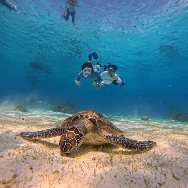 BOHOL: Dolphin Watching, Turtle Swim and Party Boat - Three hours at Balicasag’s turtle and reef area