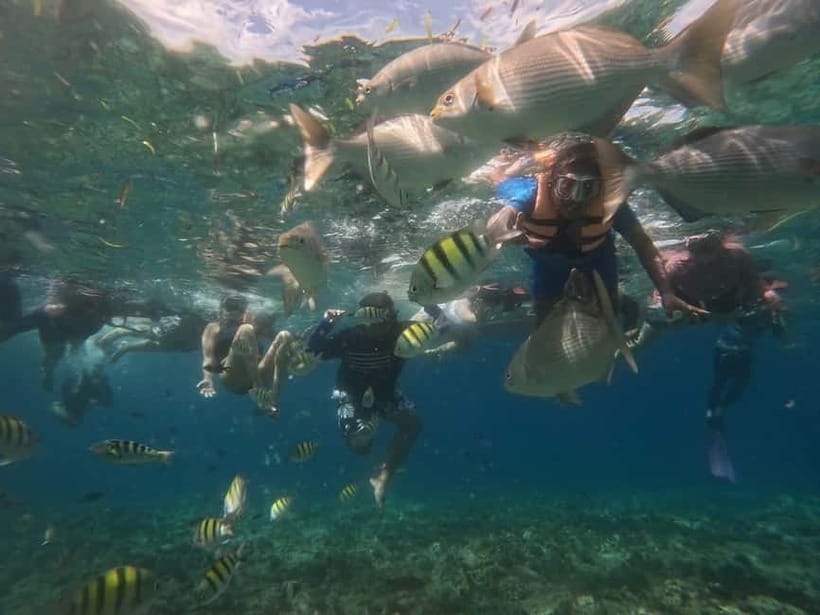 BOHOL: Dolphin Watching, Turtle Swim and Party Boat - FAQ