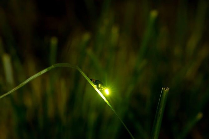 Bohol Firefly Watching (Private) - Why the Abatan River fireflies are worth seeing