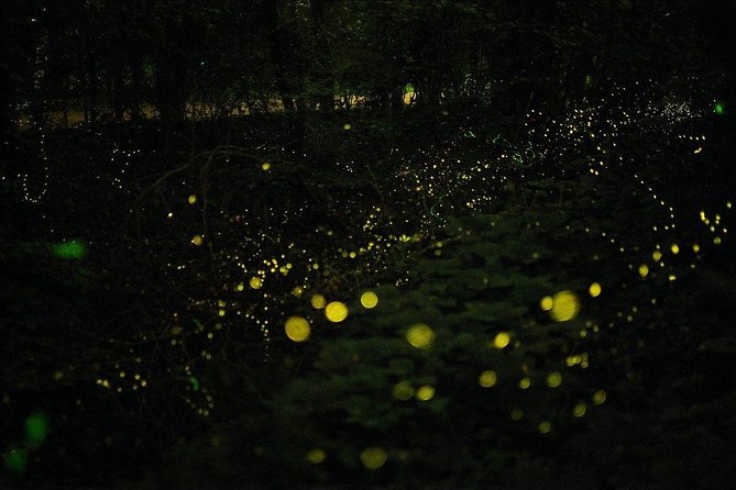 Bohol Firefly Watching (Private) - What is included for the $100 price