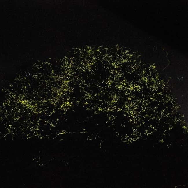 Bohol: Firefly Watching Shared Tour - A night on Bohol’s mangrove river