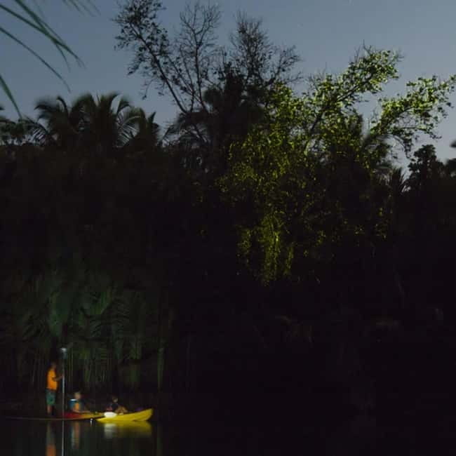 Bohol: Firefly Watching Shared Tour - Gliding through Loboc after dark