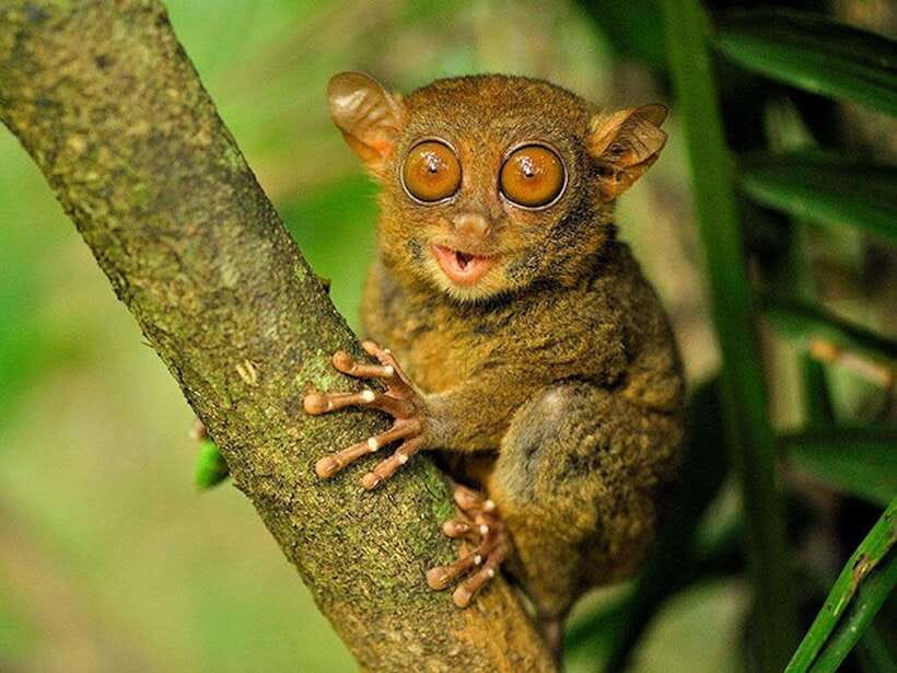 Bohol: Guided Chocolate Hills & Tarsiers Tour - The Man-Made Forest, a quick photo stop under mahogany trees
