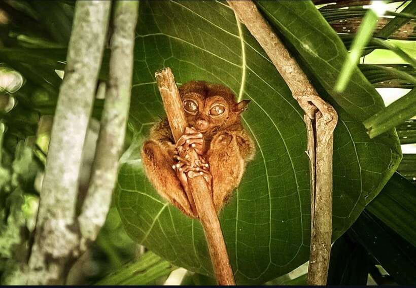 Bohol: Guided Chocolate Hills & Tarsiers Tour - Loboc River, buffet lunch, and live music