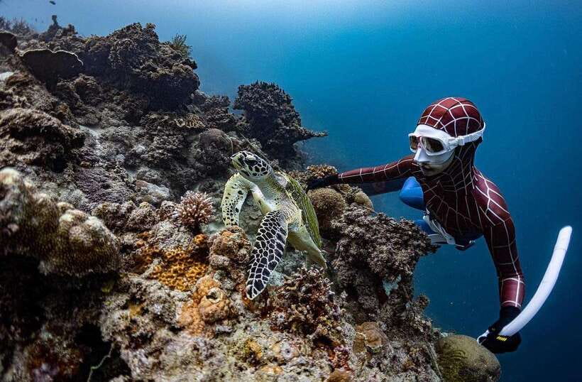 Bohol: Guided Sardine Reef Snorkeling Experience - Who will enjoy this most
