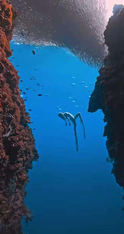 Bohol: Guided Sardine Reef Snorkeling Experience - Pickup in Panglao and the four-hour schedule