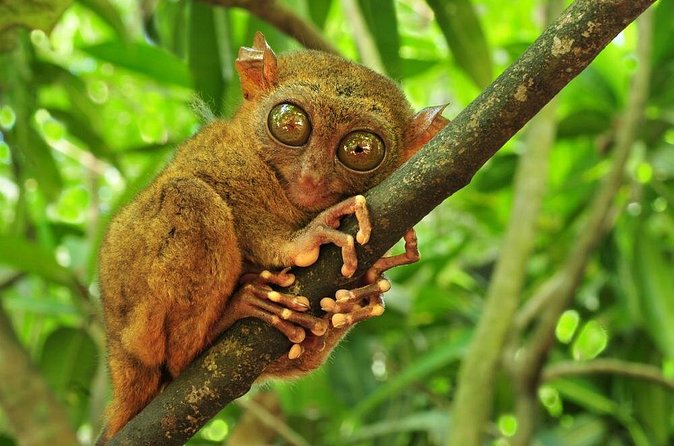 Bohol Highlights Tour: Chocolate Hills, Tarsier Spotting and Loboc River Cruise - Butterflies, farms, and the road to Carmen