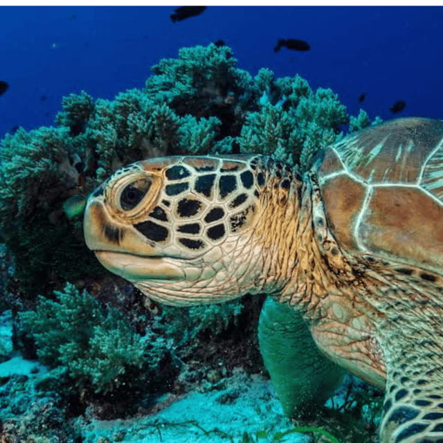 Bohol: Panglao Island Hopping Tour with Snorkeling (Private) - Should you book it?