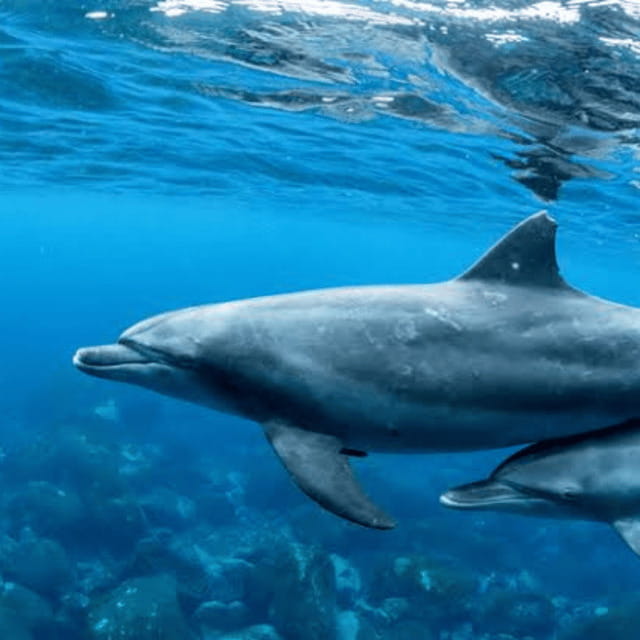 Bohol: Panglao Island Hopping Tour with Snorkeling (Private) - Dolphin watching around Panglao Island