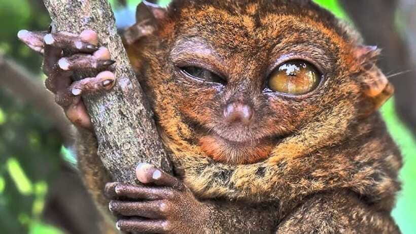 Bohol: Premium Chocolate Hills, Tarsiers & River Experience - Man-Made Forest: a short, cool pause