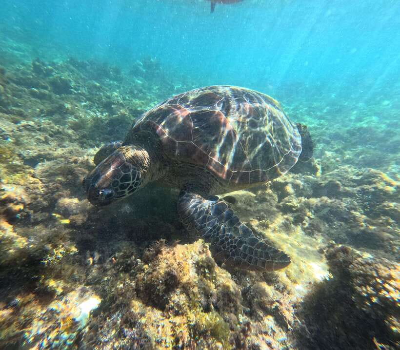 Bohol PREMIUM PAMILACAN Island Tour - Snorkeling among turtles and coral
