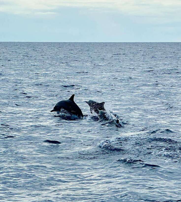 Bohol PREMIUM PAMILACAN Island Tour - The morning search for dolphins