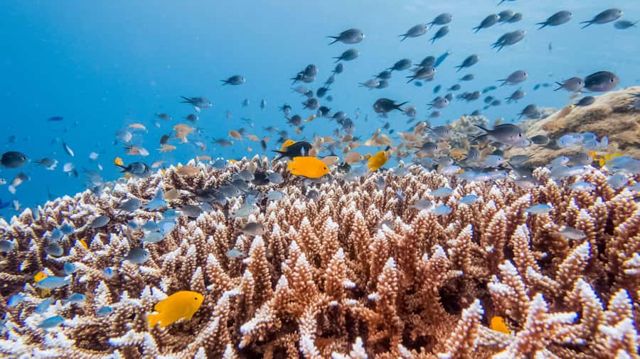 Bohol: Private Balicasag Tour with extra snorkeling time - Why Balicasag is the star of the morning